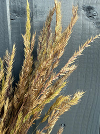 A close-up of Reed Grass Dried by Bishy Barnabees Cottage Garden Ltd fans out against a dark gray wooden fence, bringing earthy, boho decor tones that beautifully contrast the textured wood.