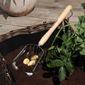 RHS Endorsed Stainless Steel Potato Harvesting Scoop by Burgon & Ball