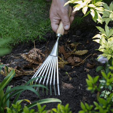 Burgon & Ball RHS Stainless Steel Shrub Rake