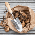 RHS Endorsed Stainless Steel Transplanter by Burgon & Ball