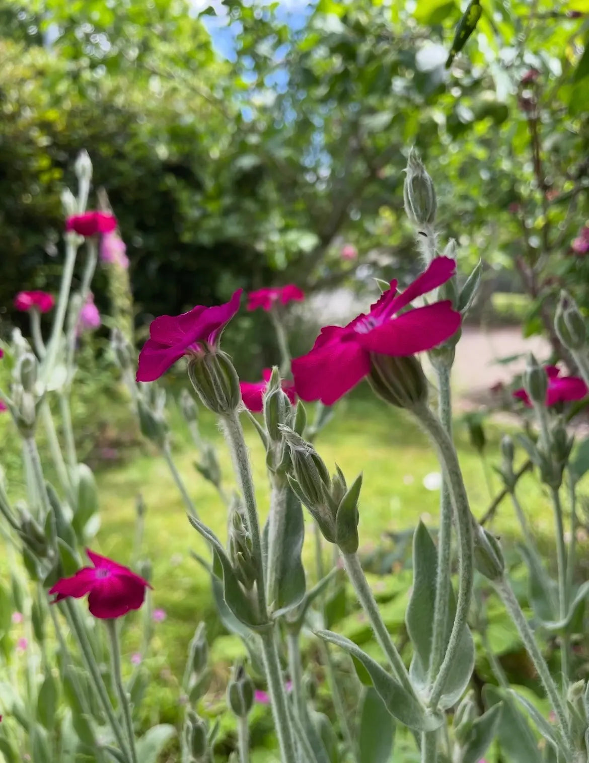 Magenta Rose Campion flowers on woolly silver-grey stems in summer sun