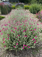 Bed of Rose Campion with silver foliage and magenta flowers beside woodchip paths