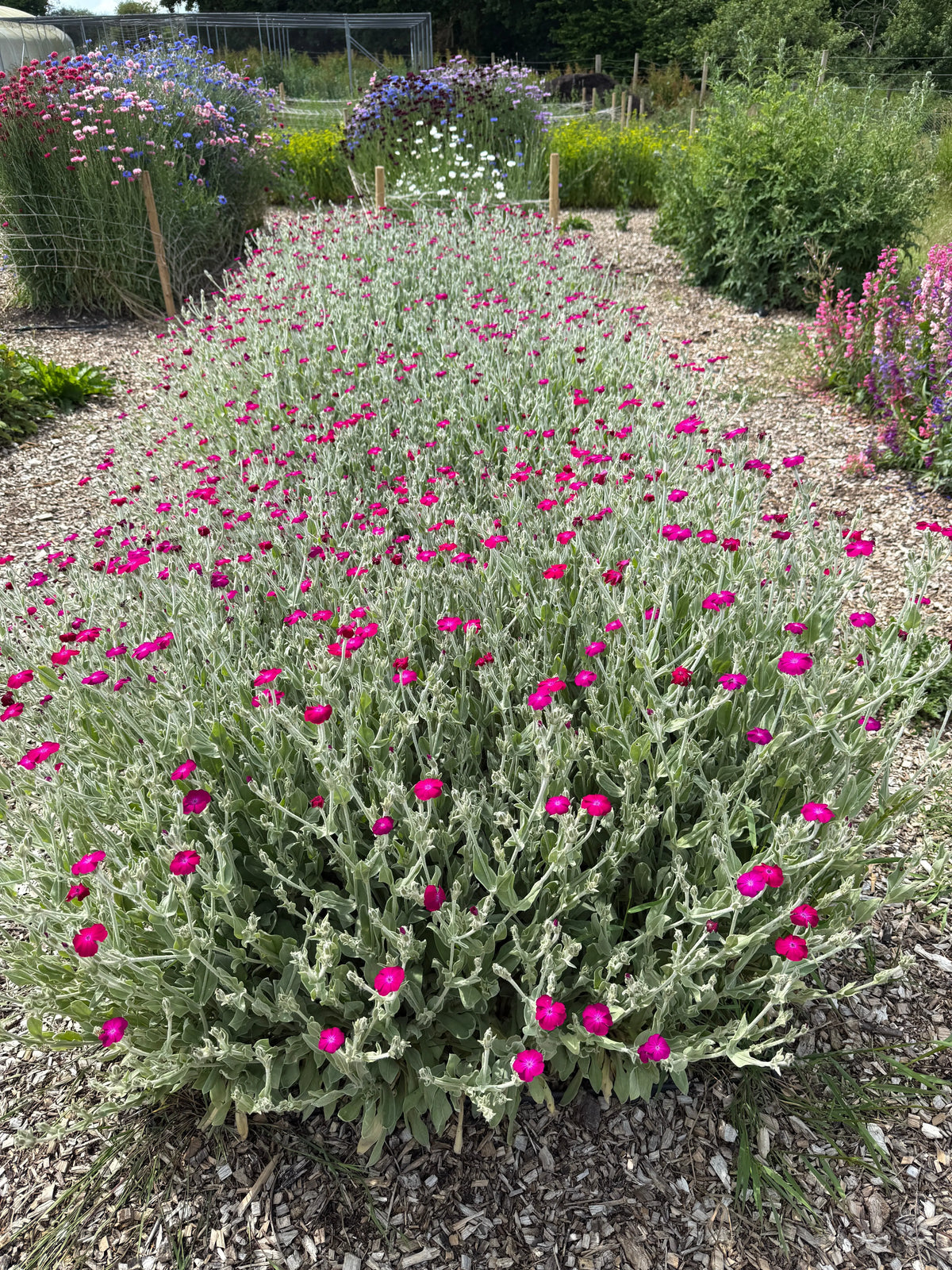 Bed of Rose Campion with silver foliage and magenta flowers beside woodchip paths