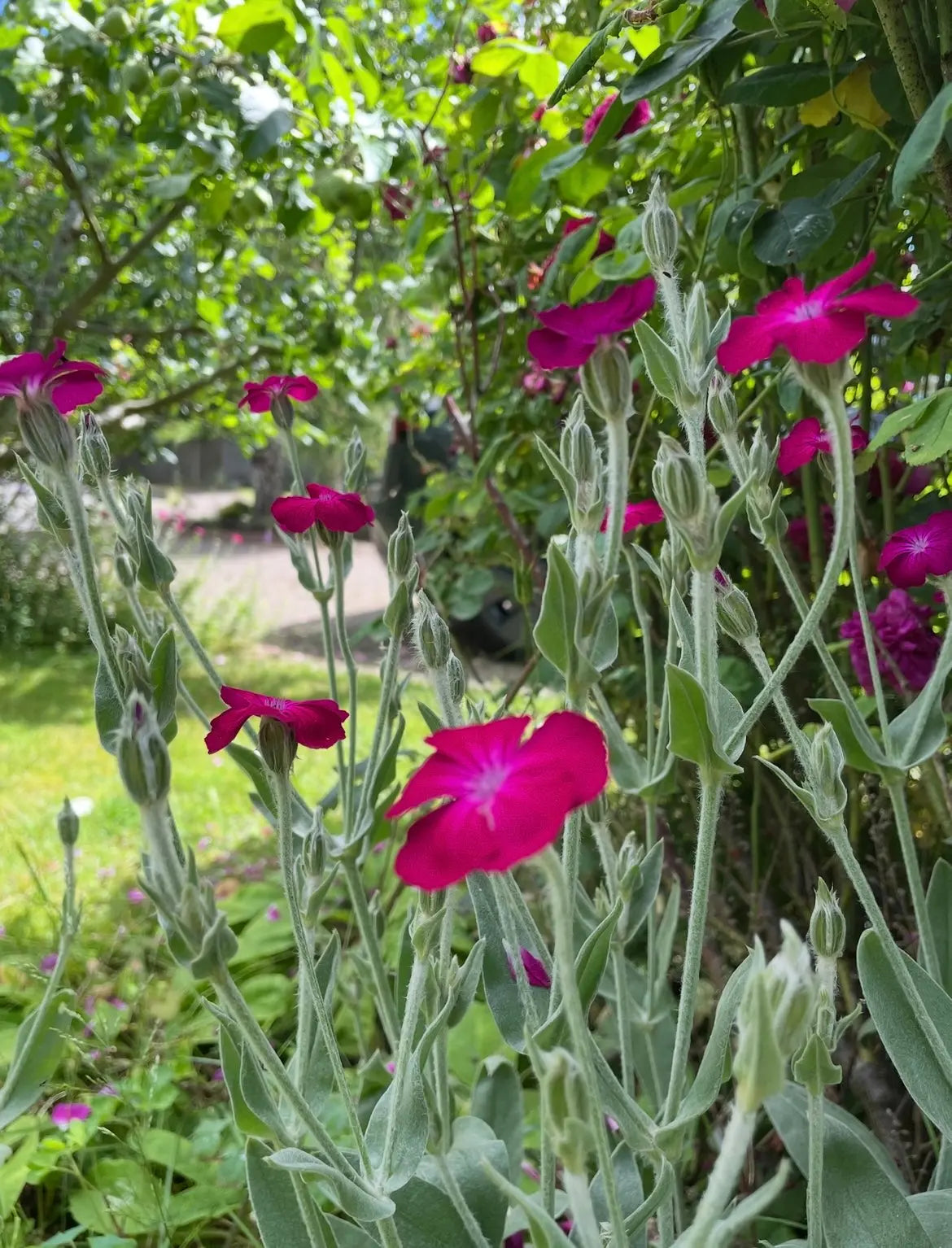 Rose Campion magenta flowers among green planting in dappled light