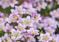 Clusters of small, pale pink Gypsophila Rosea flowers from Bishy Barnabees Cottage Garden bloom closely together, their yellow-green centers standing out against a blurred green backdrop—an elegant ground cover choice.