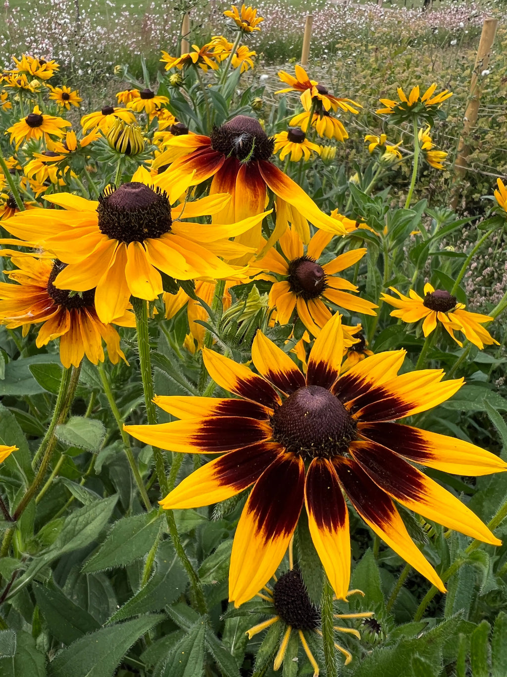 Rudbeckia Autumn Forest yellow and dark brown blooms among green leaves