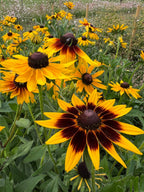 Rudbeckia Autumn Forest yellow and dark brown blooms among green leaves