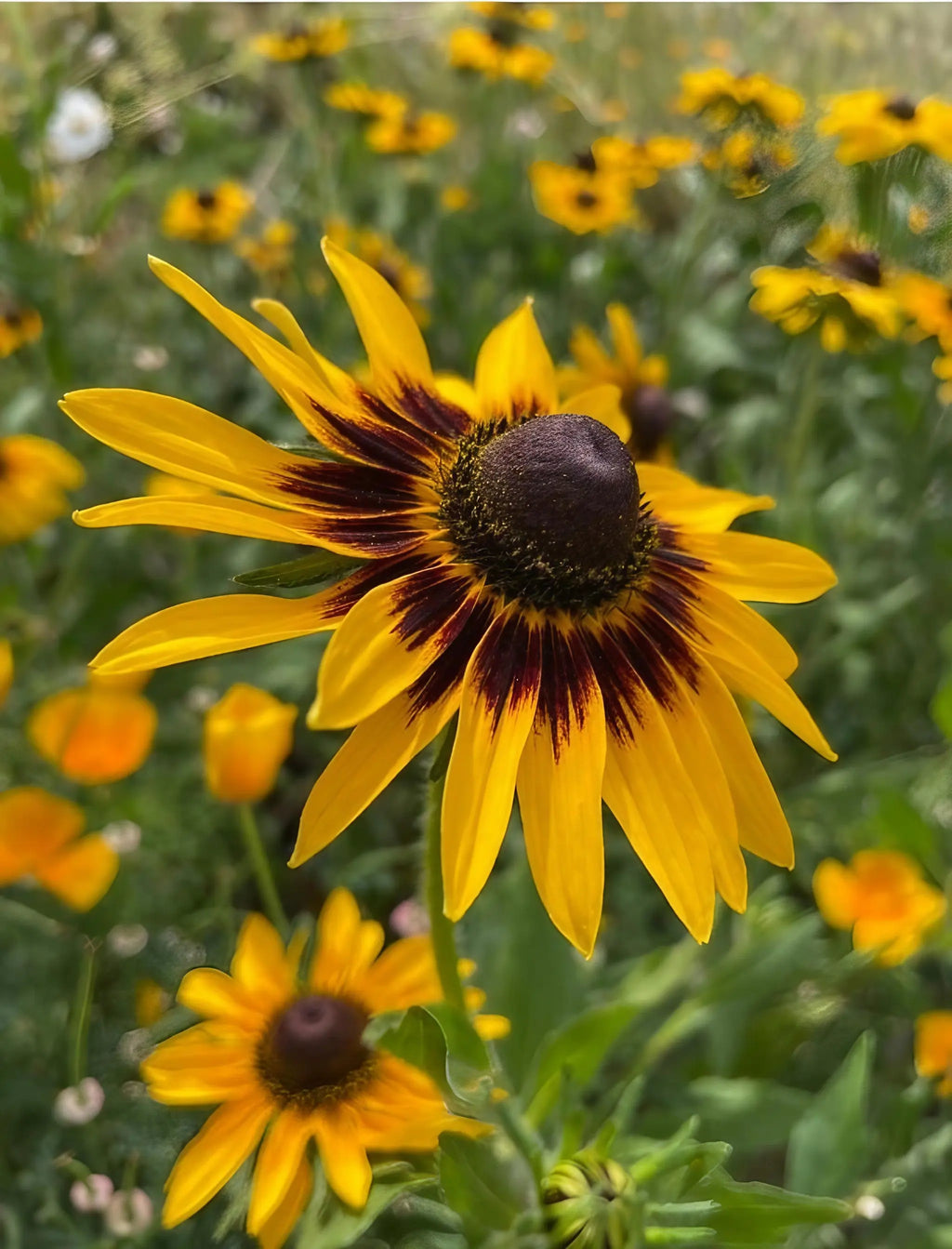 Close-up of a yellow Rudbeckia Autumn Forest flower with dark brown centre in sun