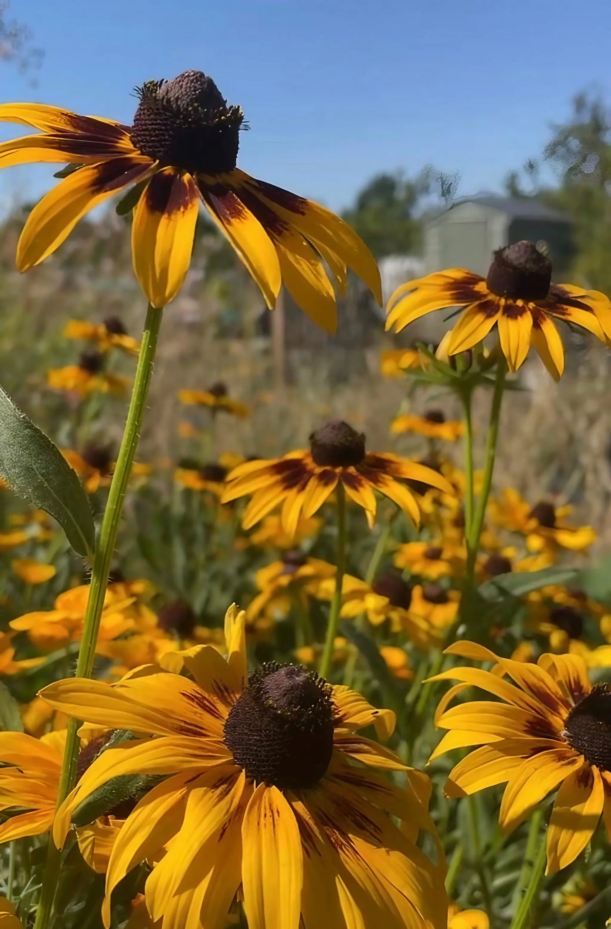 Rudbeckia Autumn Forest yellow and brown flowers against green foliage and blue sky