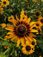Rudbeckia Autumn Forest yellow, orange and dark flowers among green leaves