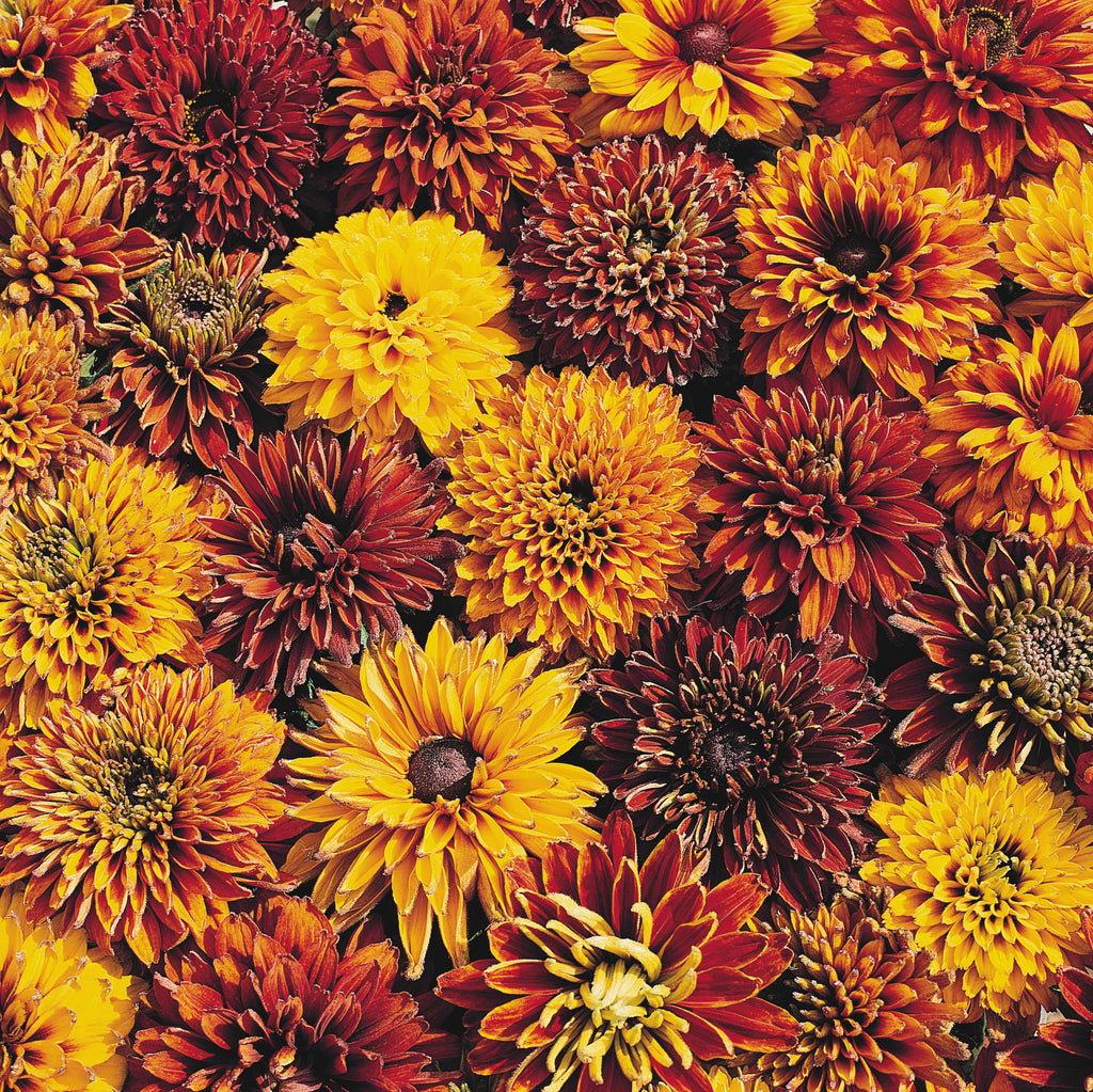 Close-up of Rudbeckia Cherokee Sunset double blooms in mahogany, bronze and gold