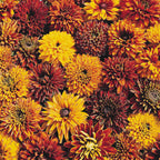 Close-up of Rudbeckia Cherokee Sunset double blooms in mahogany, bronze and gold