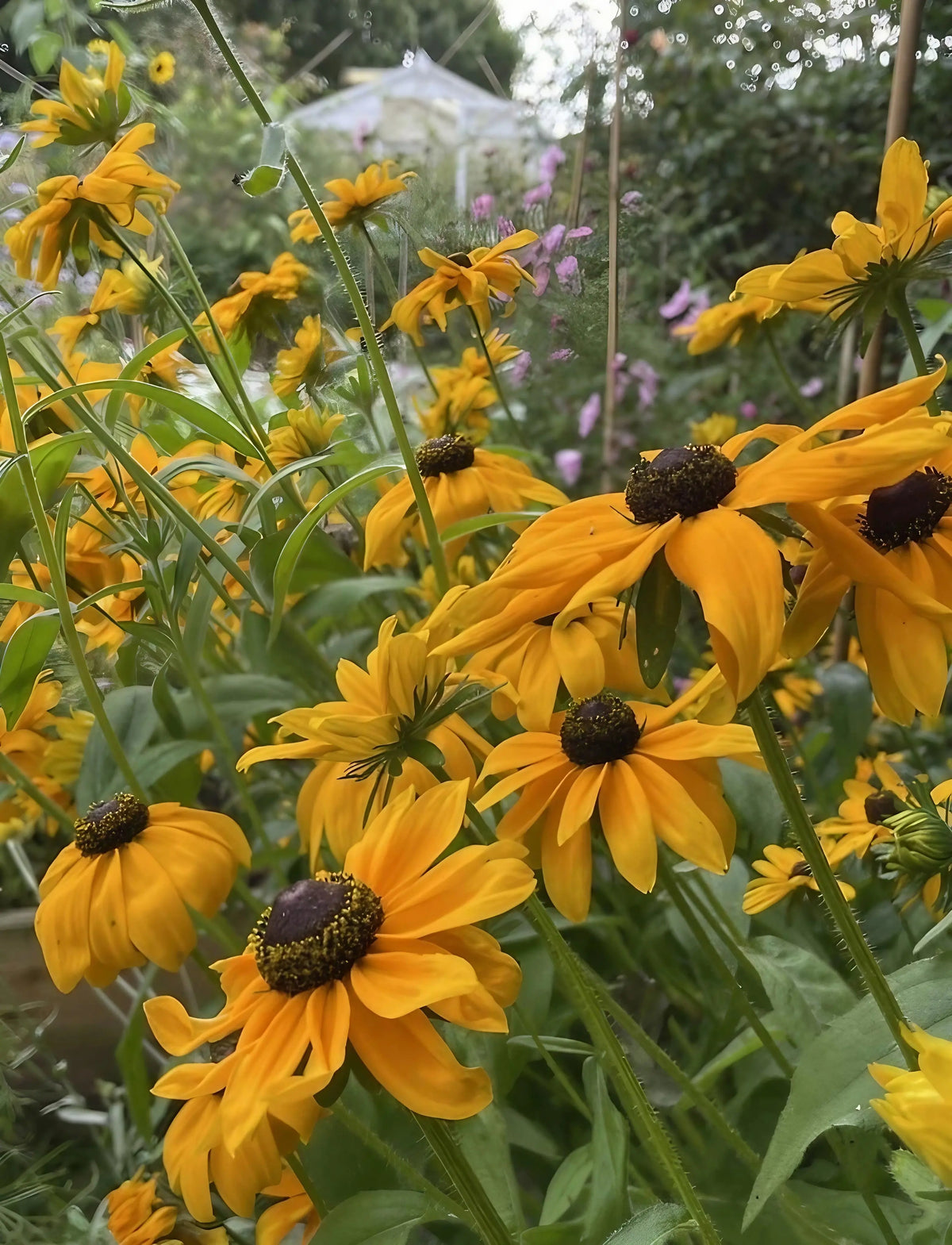 Rudbeckia Marmalade clusters of yellow flowers with dark centres and hints of pink