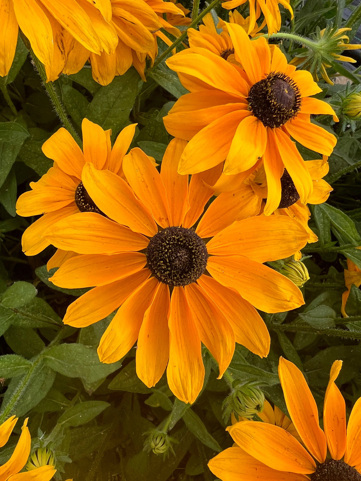 Close-up of Rudbeckia Marmalade orange-yellow petals, dark centres and buds