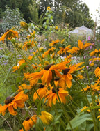 Rudbeckia Marmalade orange-yellow flowers with a gazebo in the background