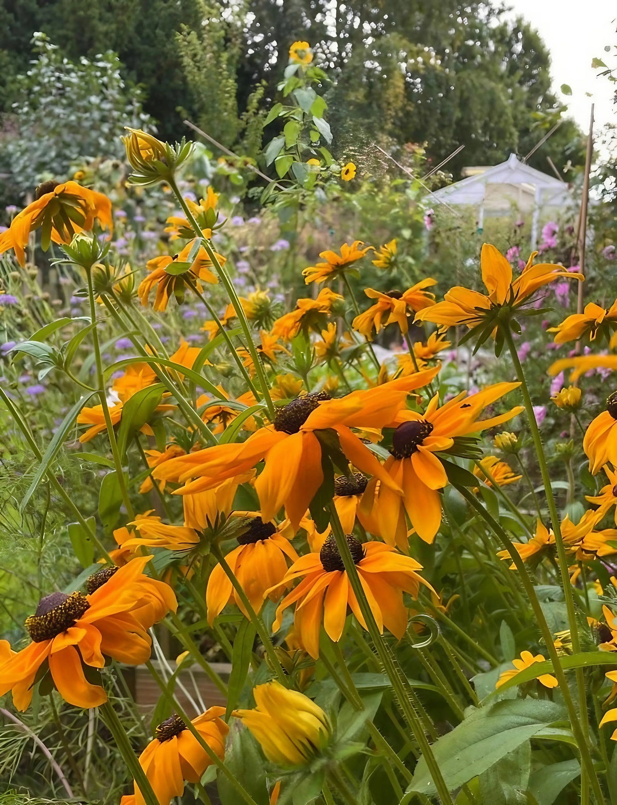 Rudbeckia Marmalade orange-yellow flowers with a gazebo in the background