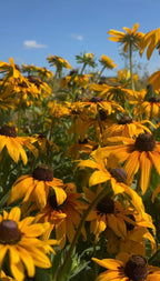 Rudbeckia Marmalade yellow petals glowing in the sun against a blue sky