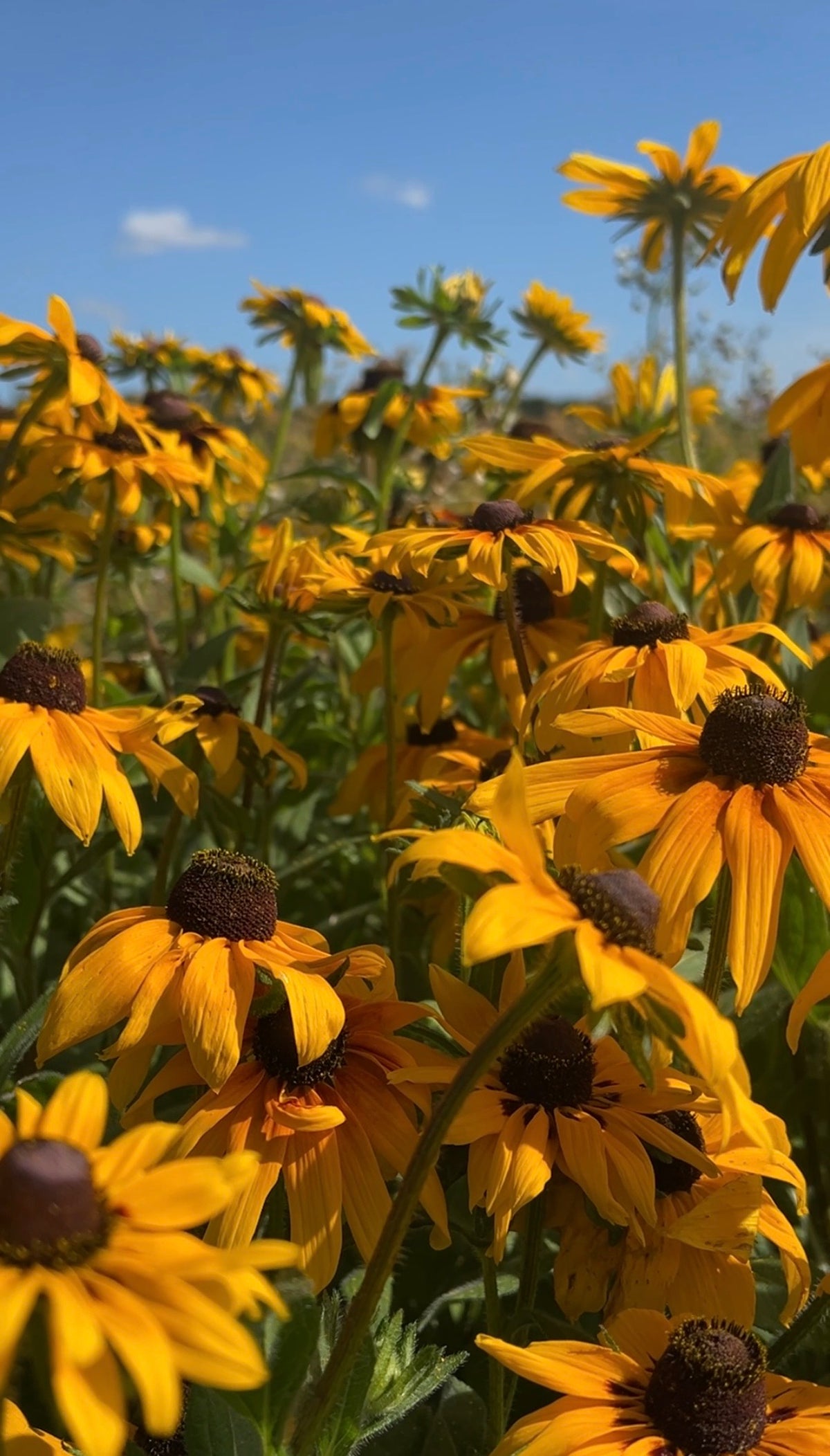 Rudbeckia Marmalade yellow petals glowing in the sun against a blue sky