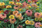 Rudbeckia Sahara bed of blooms in dusky pink, copper, rose and pale yellow