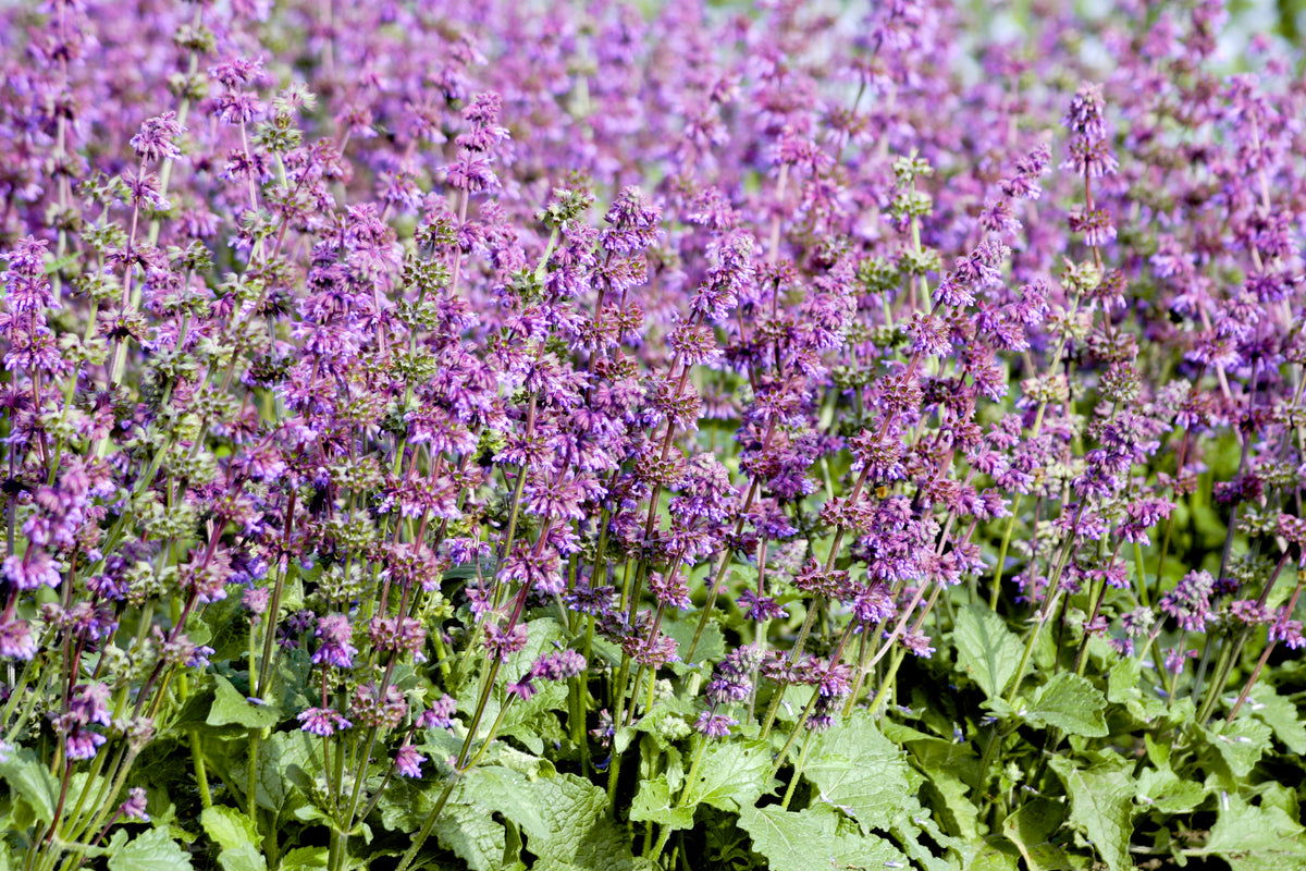 Salvia Purple Fairy Tale – mass of violet-purple flower spikes above green leaves