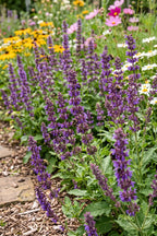 Salvia Purple Fairy Tale purple spikes in a border with rudbeckias and cosmos