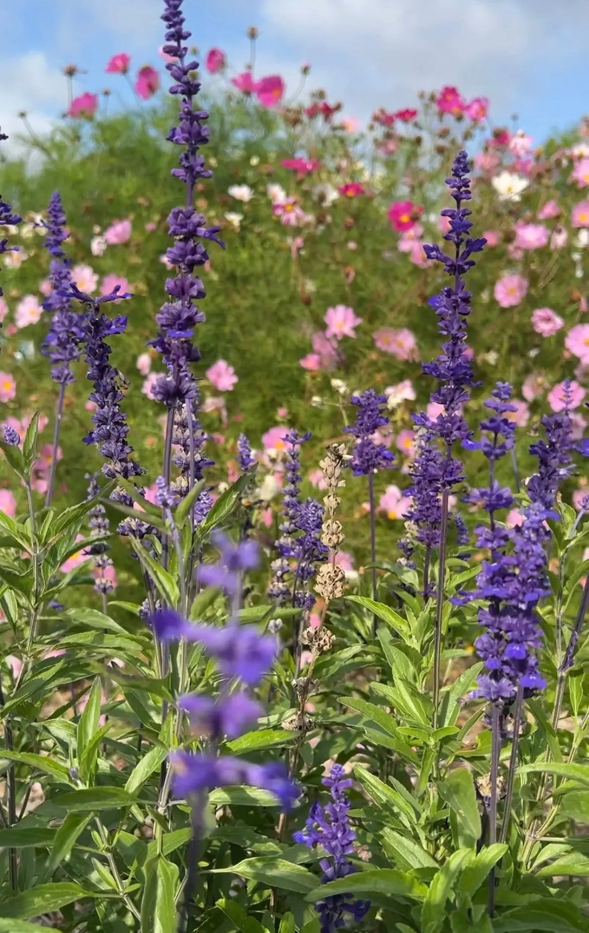 Salvia Victoria Blue indigo-blue flowers on green stems and leaves