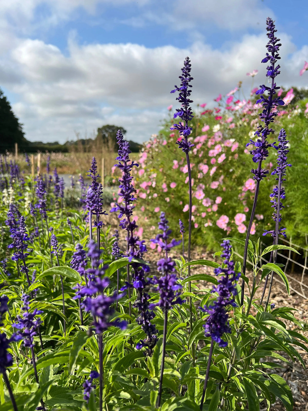 Tall Salvia Victoria Blue indigo blooms with pink cosmos beneath a partly cloudy sky