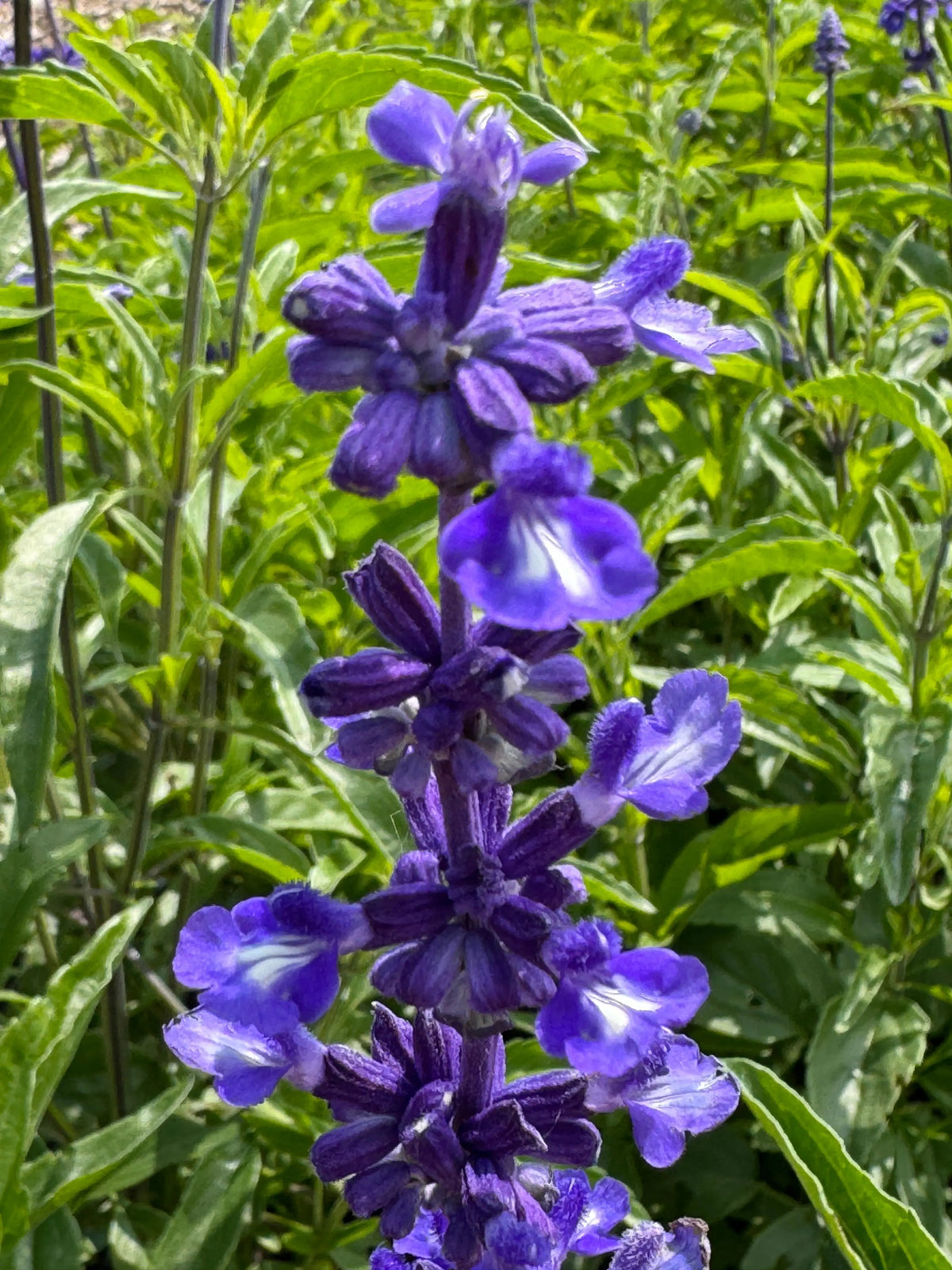 Close-up of purple Salvia Victoria Blue flowers with white accents among green leaves