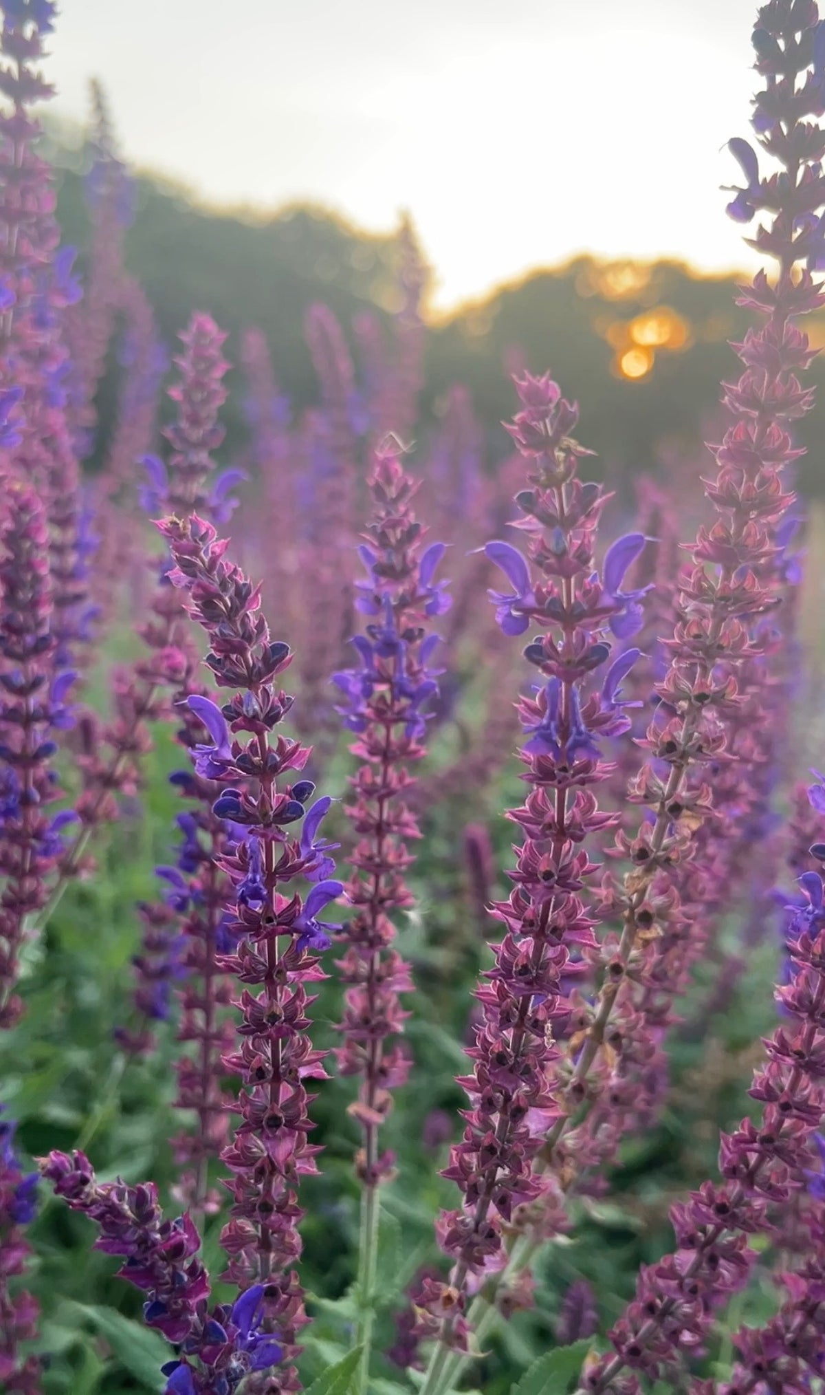 Tall purple Salvia Violet Queen spikes glowing in soft sunset light