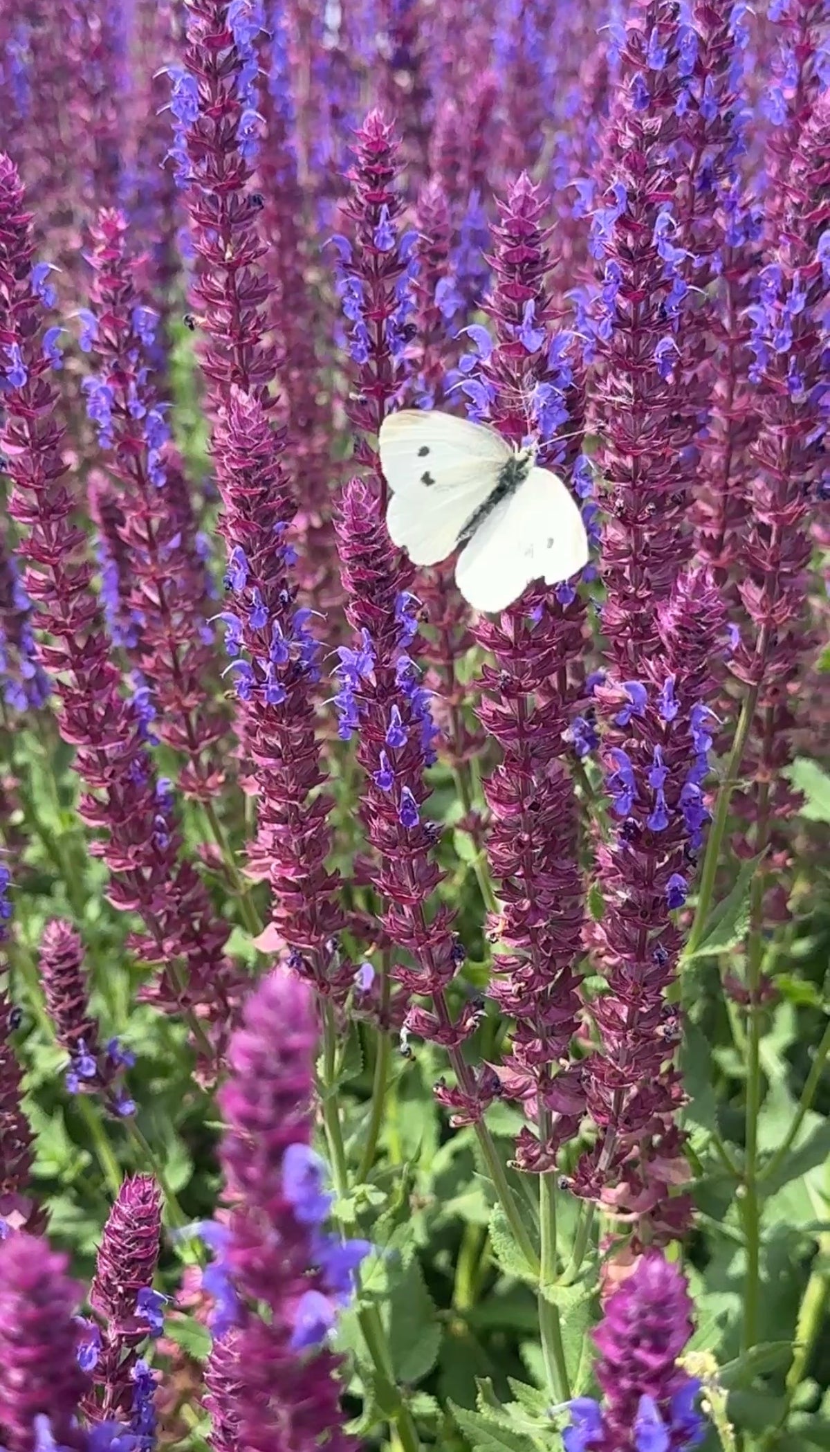 White butterfly resting on dense violet Salvia Violet Queen spikes