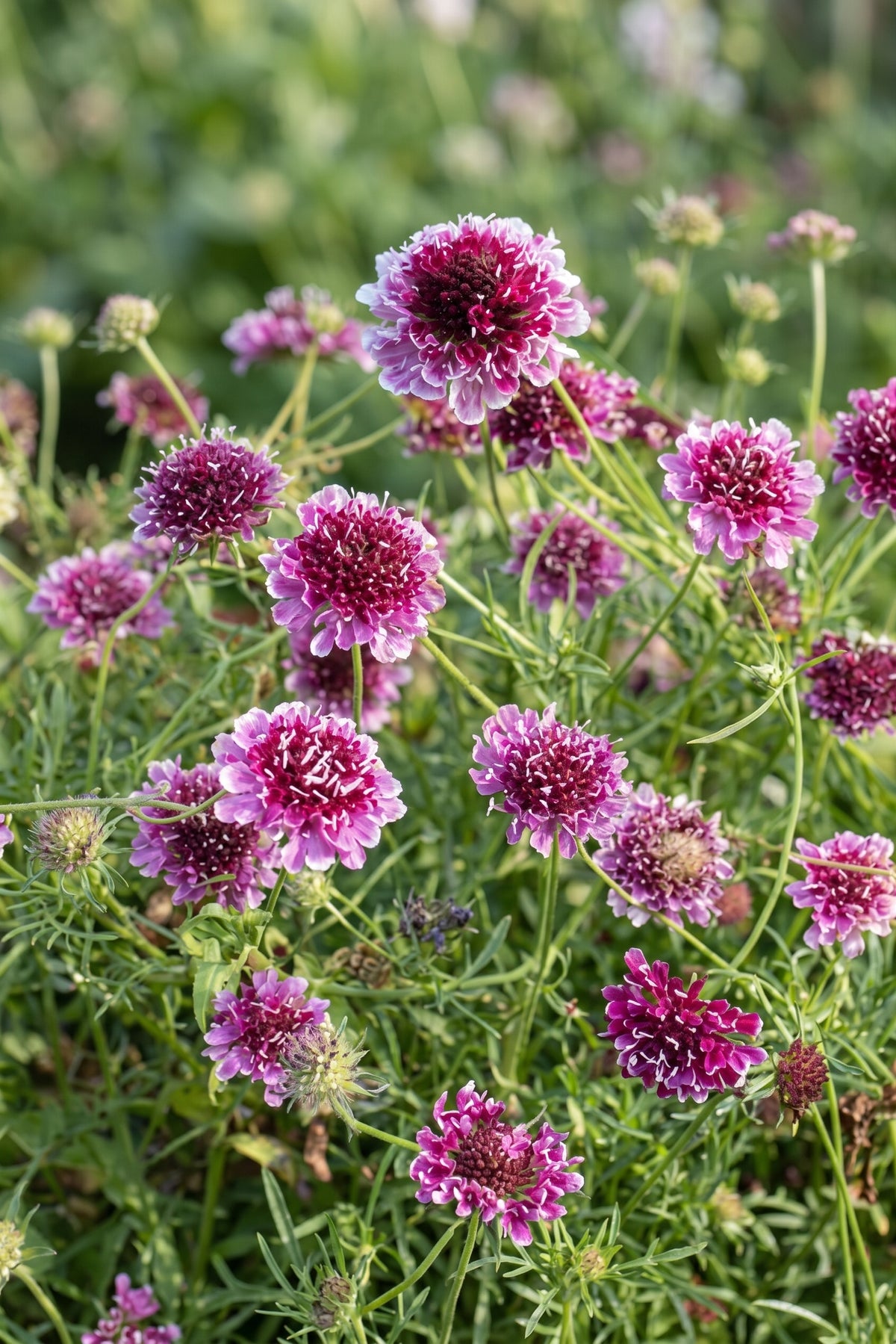 Scabiosa Beaujolais Bonnets (Scabiosa atropurpurea) – wine-red pincushion flowers edged in white