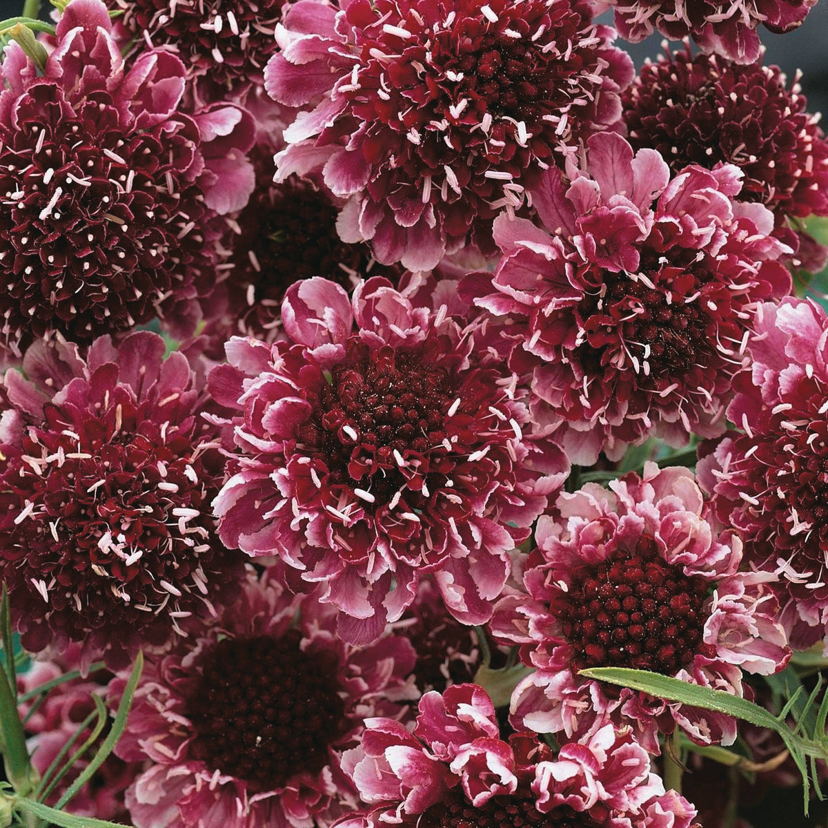 Close-up of Scabiosa Beaujolais Bonnets ruffled claret blooms with pale edges