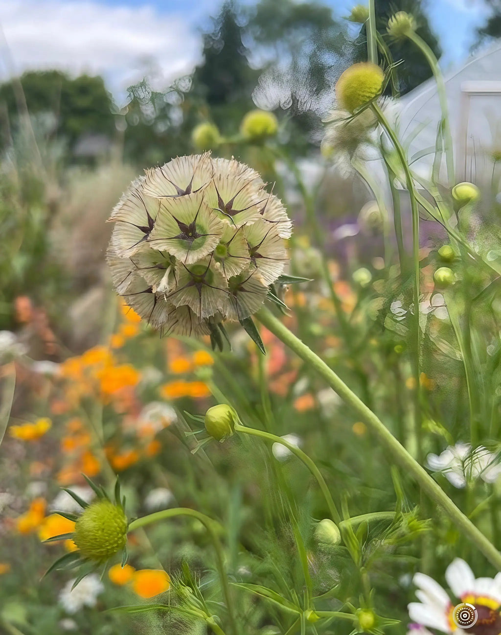 Scabiosa 'Drumstick' (Scabiosa stellata) – round spiky seed head among orange and yellow flowers
