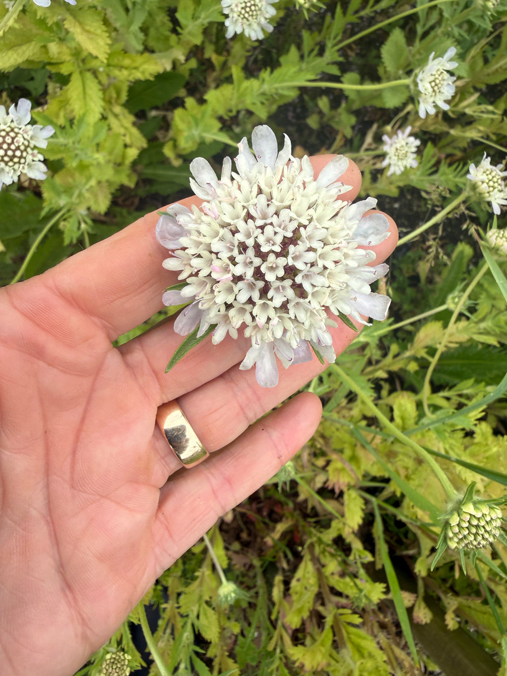Hand holding a white Scabiosa 'Drumstick' flower among feathery foliage