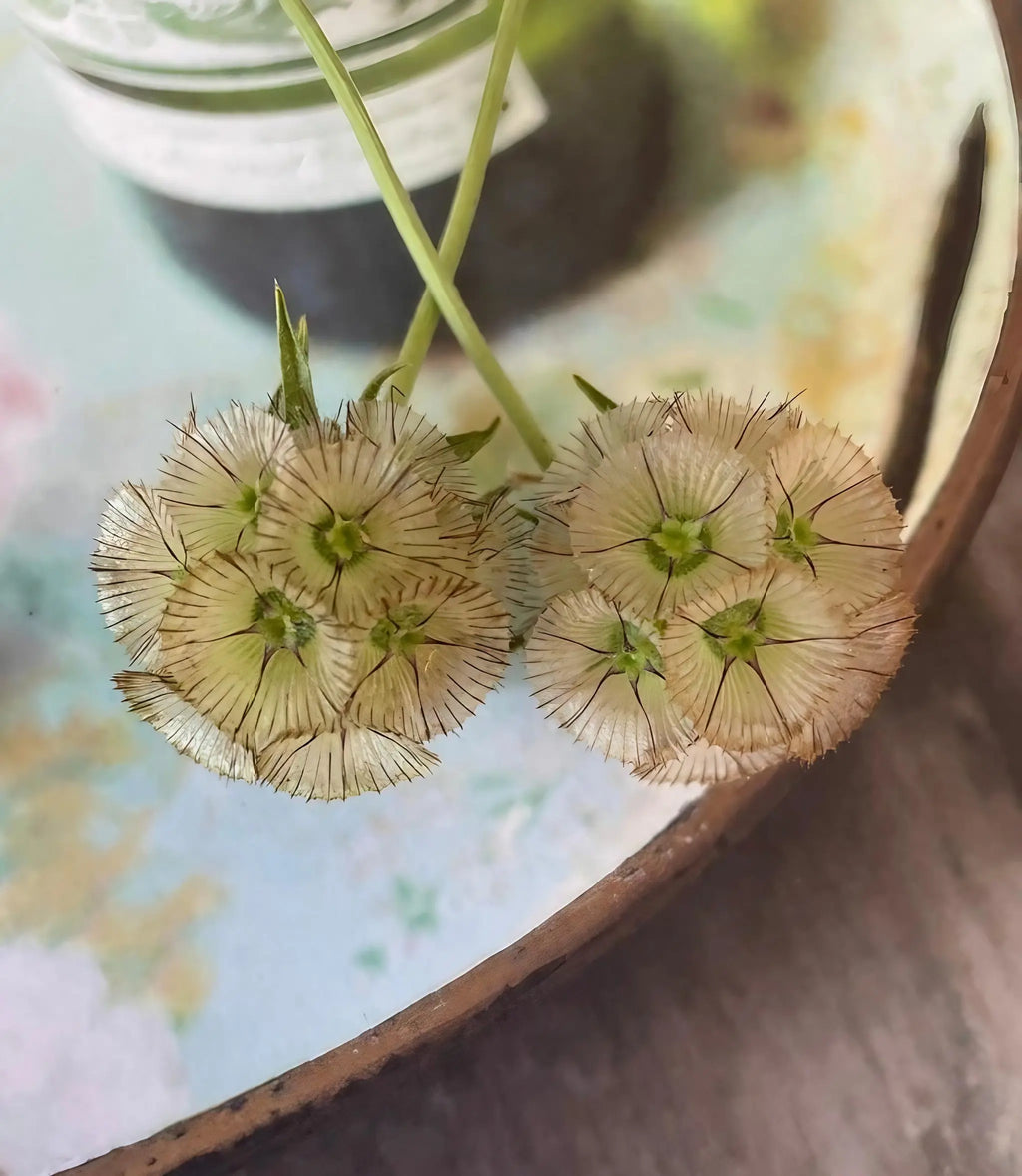 Two round Scabiosa 'Drumstick' papery seed heads on a pastel tray