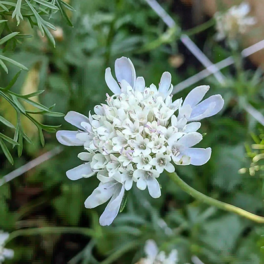 Scabiosa 'Drumstick' white clustered flower with green foliage