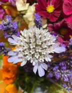 Bouquet with pale lavender Scabiosa 'Drumstick' among purple, red and orange blooms