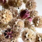 Close-up of spiky beige Scabiosa 'Drumstick' seed heads forming a pattern