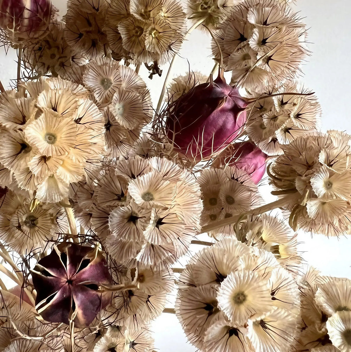 Close-up of spiky beige Scabiosa 'Drumstick' seed heads forming a pattern