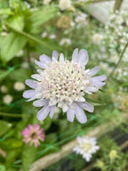 Scabiosa 'Drumstick' pale lavender flower with a clustered centre
