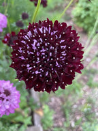 Scabious Black Knight dark burgundy blooms with pale stamens among green foliage