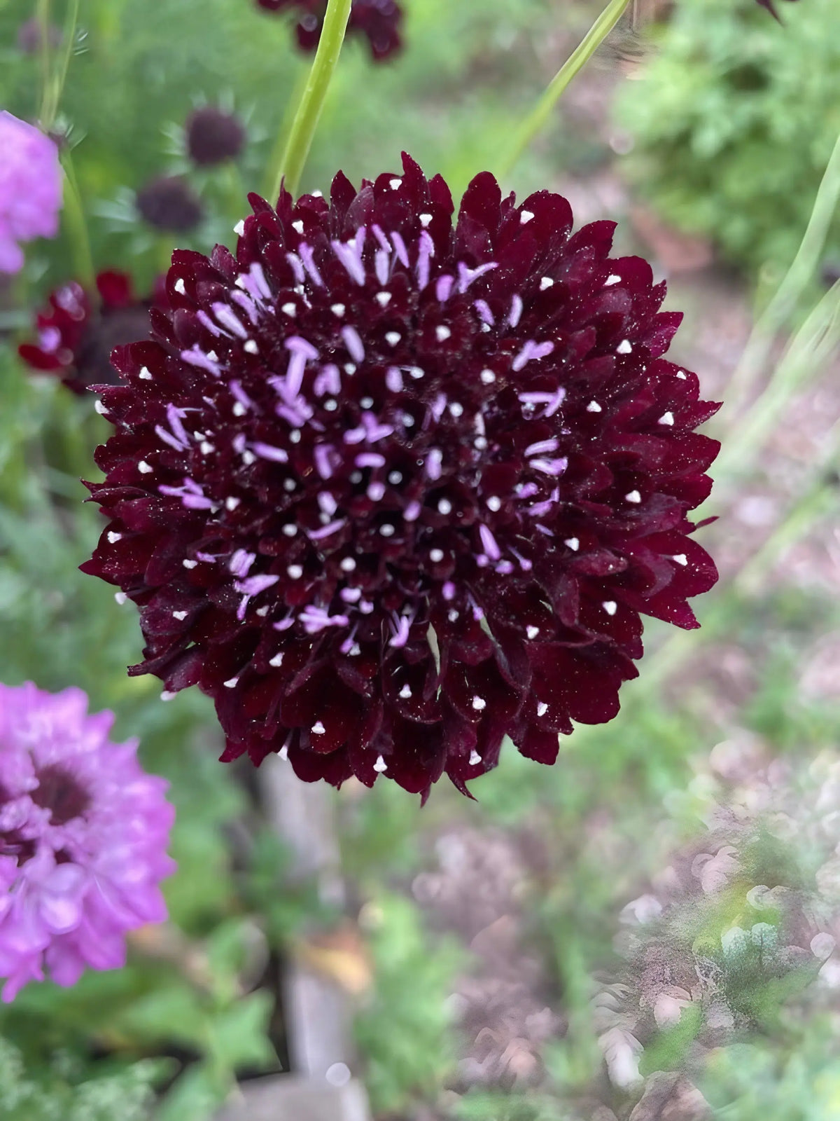 Scabious Black Knight dark burgundy blooms with pale stamens among green foliage