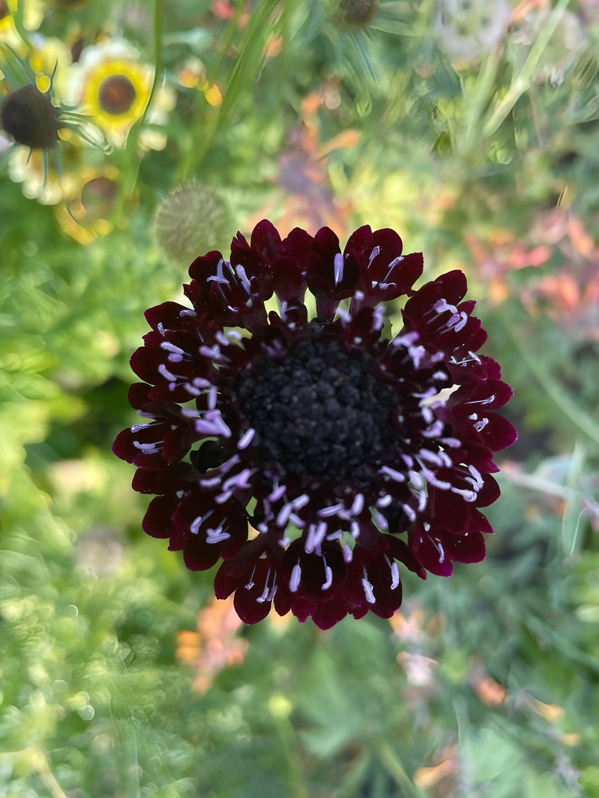 Top-down view of a Scabious Black Knight flower with dark centre and white-tipped florets