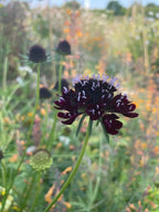 Scabious Black Knight purple-black blooms among wildflowers in a sunlit meadow