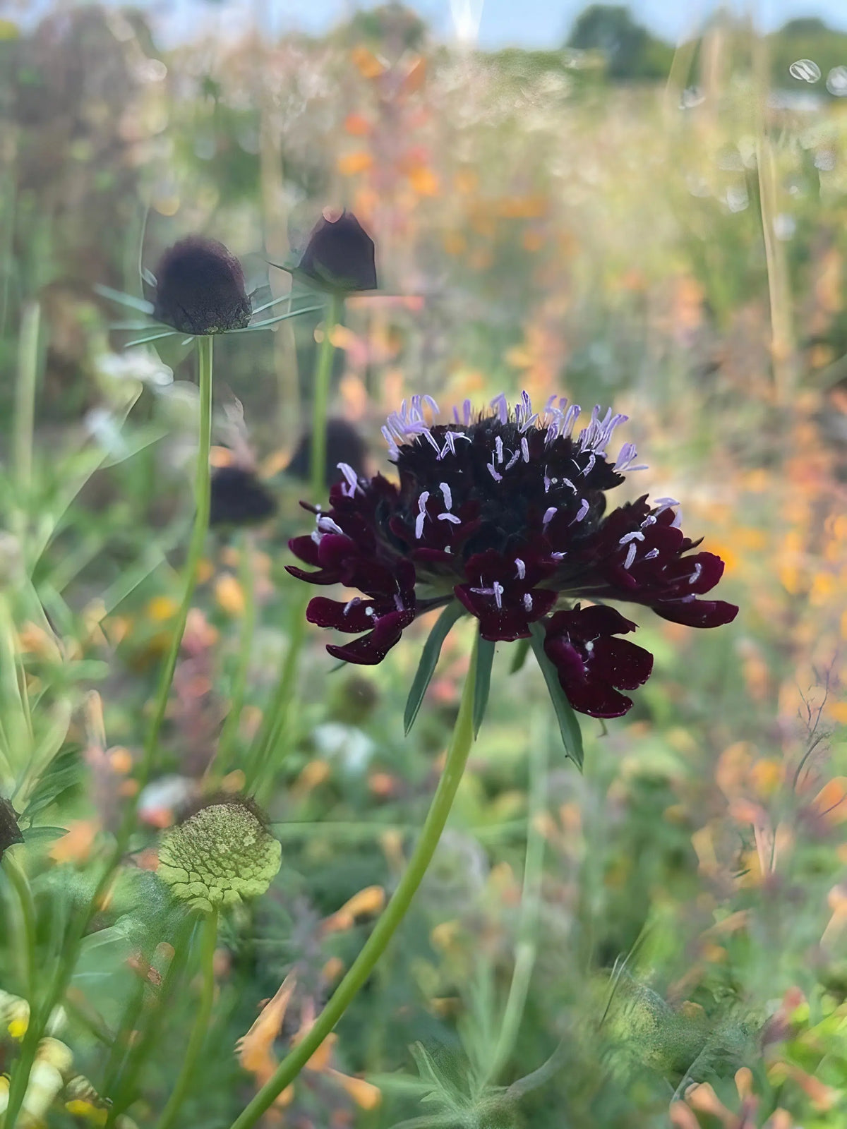 Scabious Black Knight purple-black blooms among wildflowers in a sunlit meadow