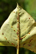 Scale Control Nematodes – underside of a leaf covered in brown scale insects along the veins