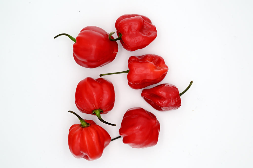 Scotch Bonnet Chilli – seven wrinkled red pods on a white background