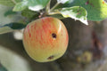 A close-up shows an apple with green and red streaks and a small caterpillar hole, surrounded by green leaves—demonstrating the damage Codling Moth Nematodes (Mixed Species Nematodes) from ladybirdplantcare.co.uk can help prevent.