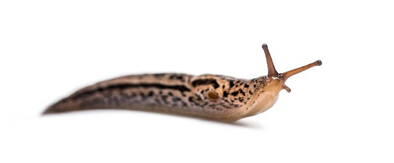 A close-up of a brown and black slug highlights how Slug Control Nematodes 100 sqm from ladybirdplantcare.co.uk can help manage garden pests effectively.