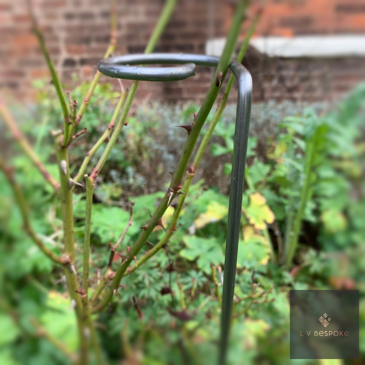 Single Stem Plant Support loop around stems in a border by a brick wall